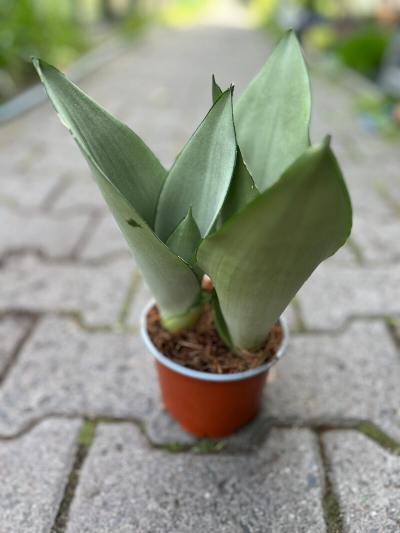 Sansewieria ‘Moonshine’