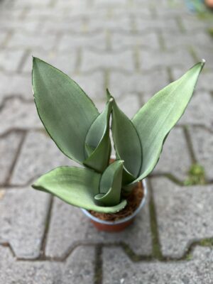 Sansewieria ‘Moonshine’