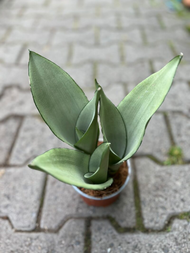 Sansewieria ‘Moonshine’