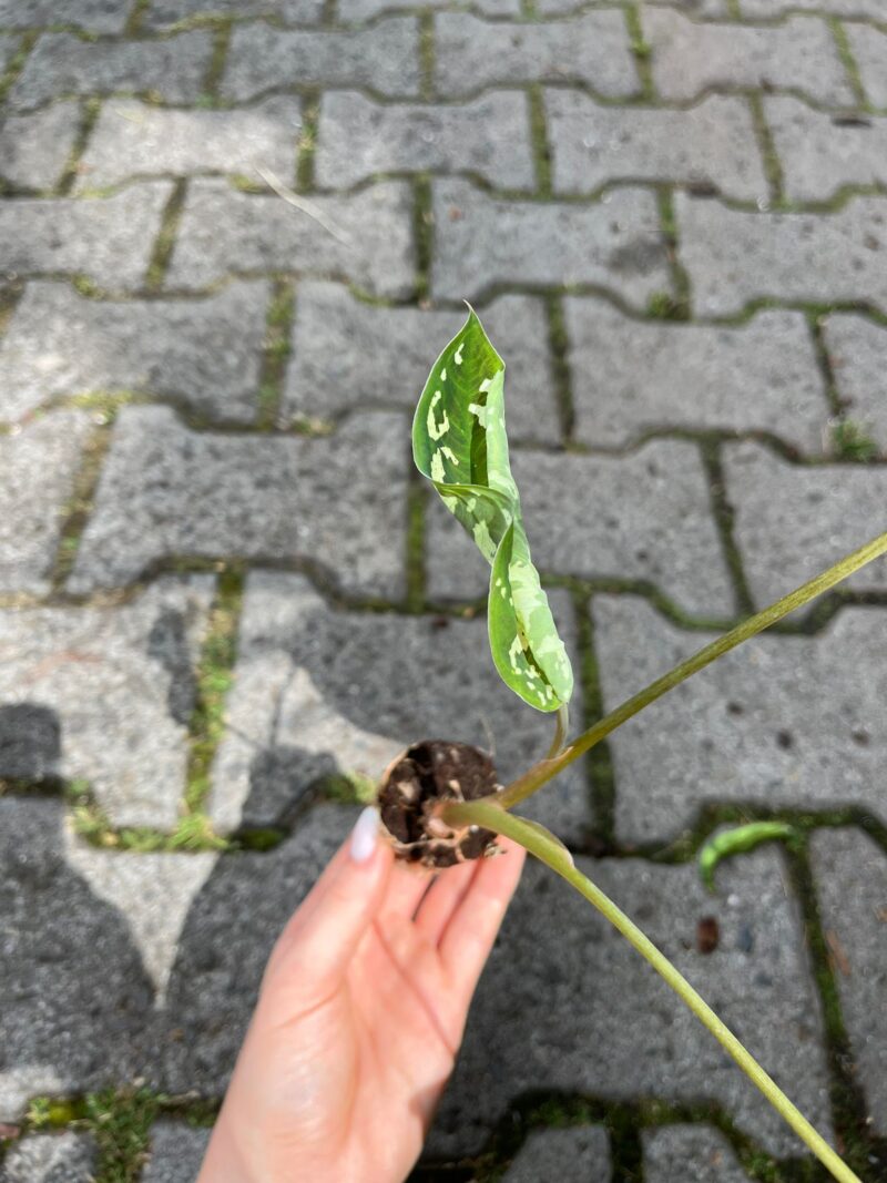 Caladium Hilo Beauty