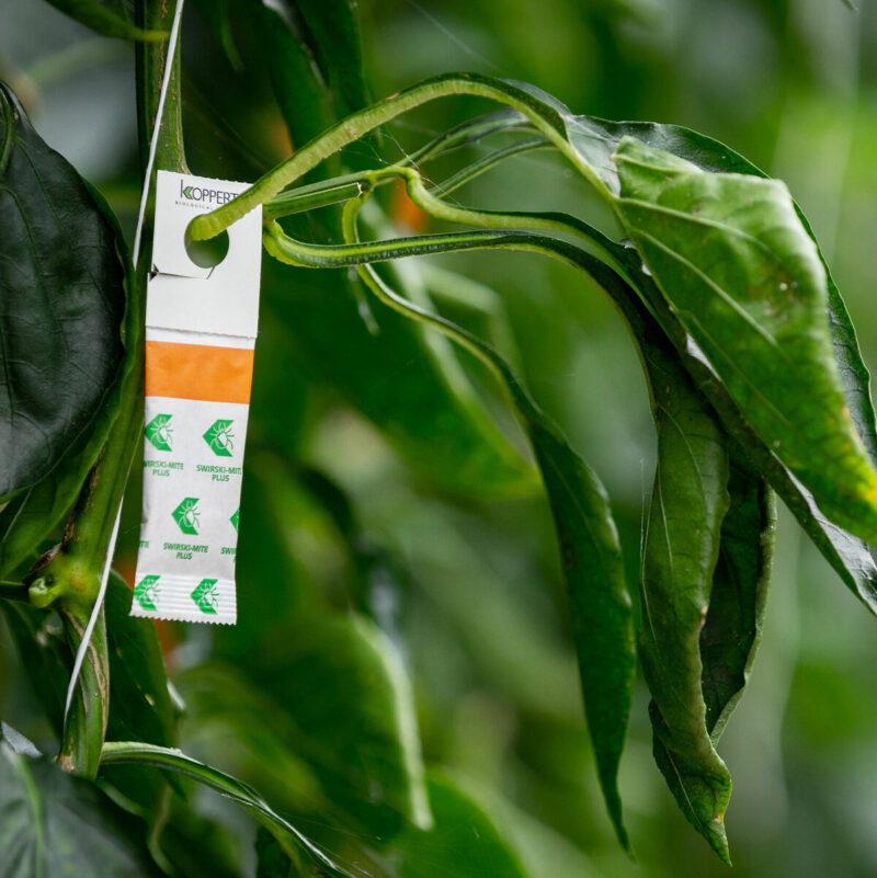 Swirski – roztocze na wciornastki