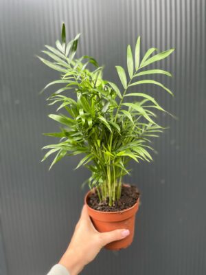 Chamaedorea elegans – palma koralowa