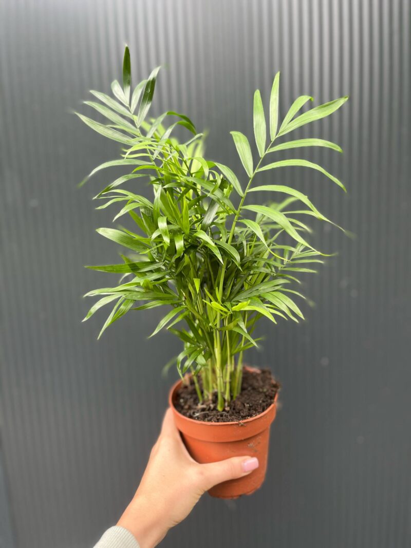 Chamaedorea elegans – palma koralowa