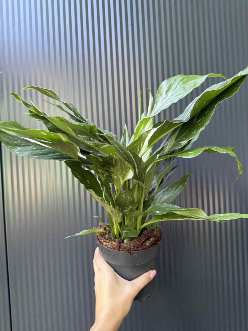 Skrzydłokwiat Diamond Variegata