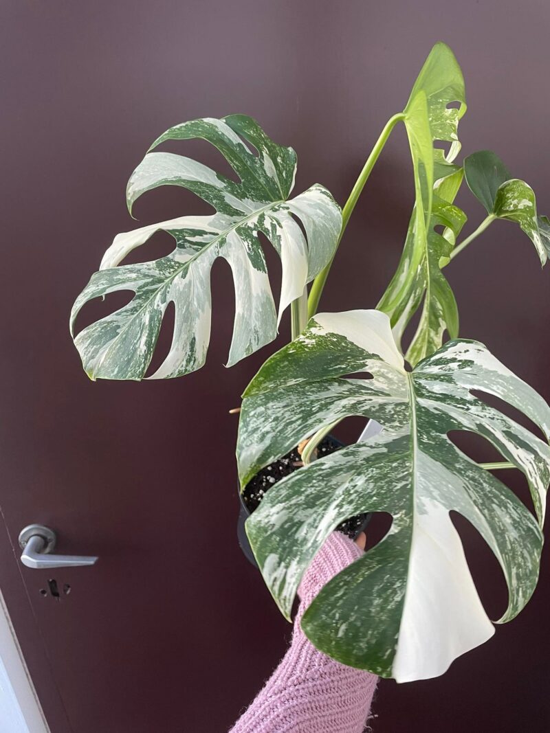 Monstera Variegata 1B