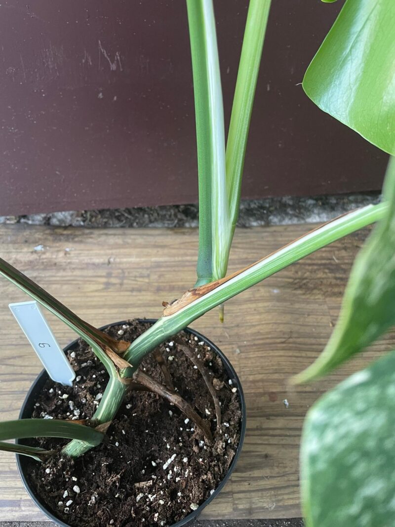 Monstera Variegata 9