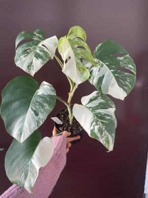 Monstera Variegata 5