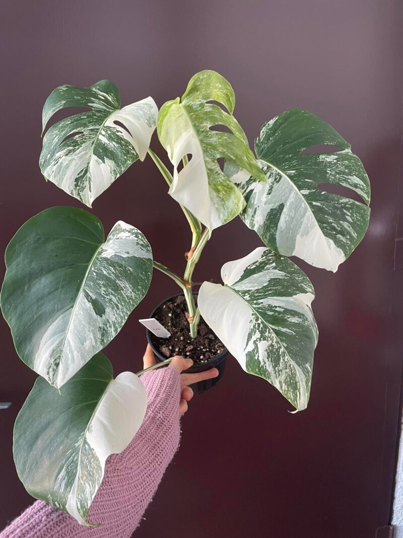 Monstera Variegata 5