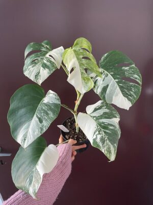 Monstera Variegata 5