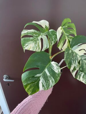 Monstera Variegata 1A