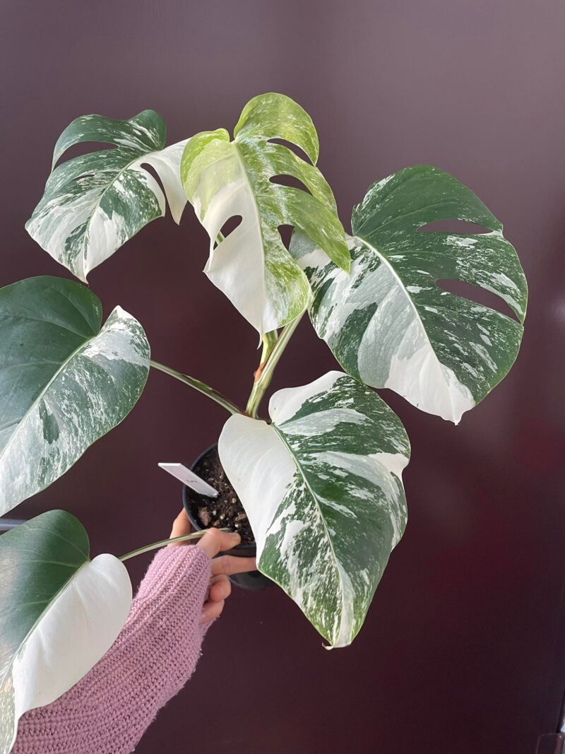 Monstera Variegata 5 Monstera Variegata 5