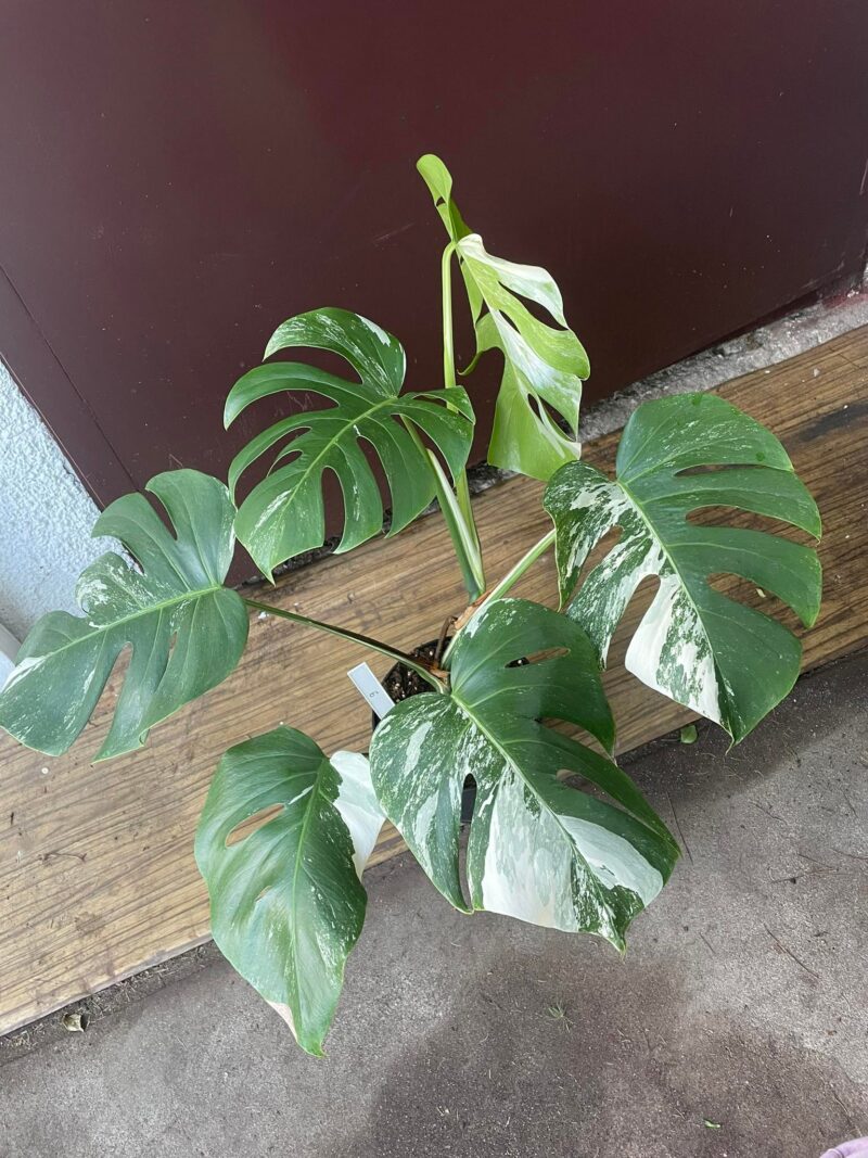 Monstera Variegata 9