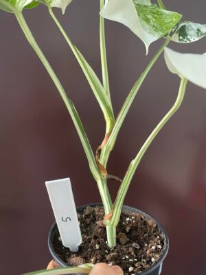 Monstera Variegata 5