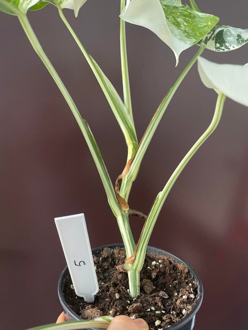 Monstera Variegata 5