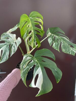 Monstera Variegata 1B