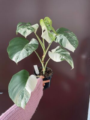 Monstera Variegata 5