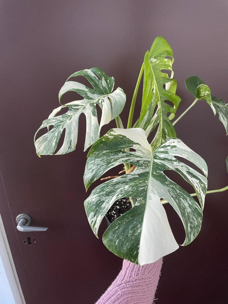 Monstera Variegata 1B