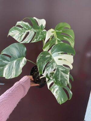 Monstera Variegata 1A