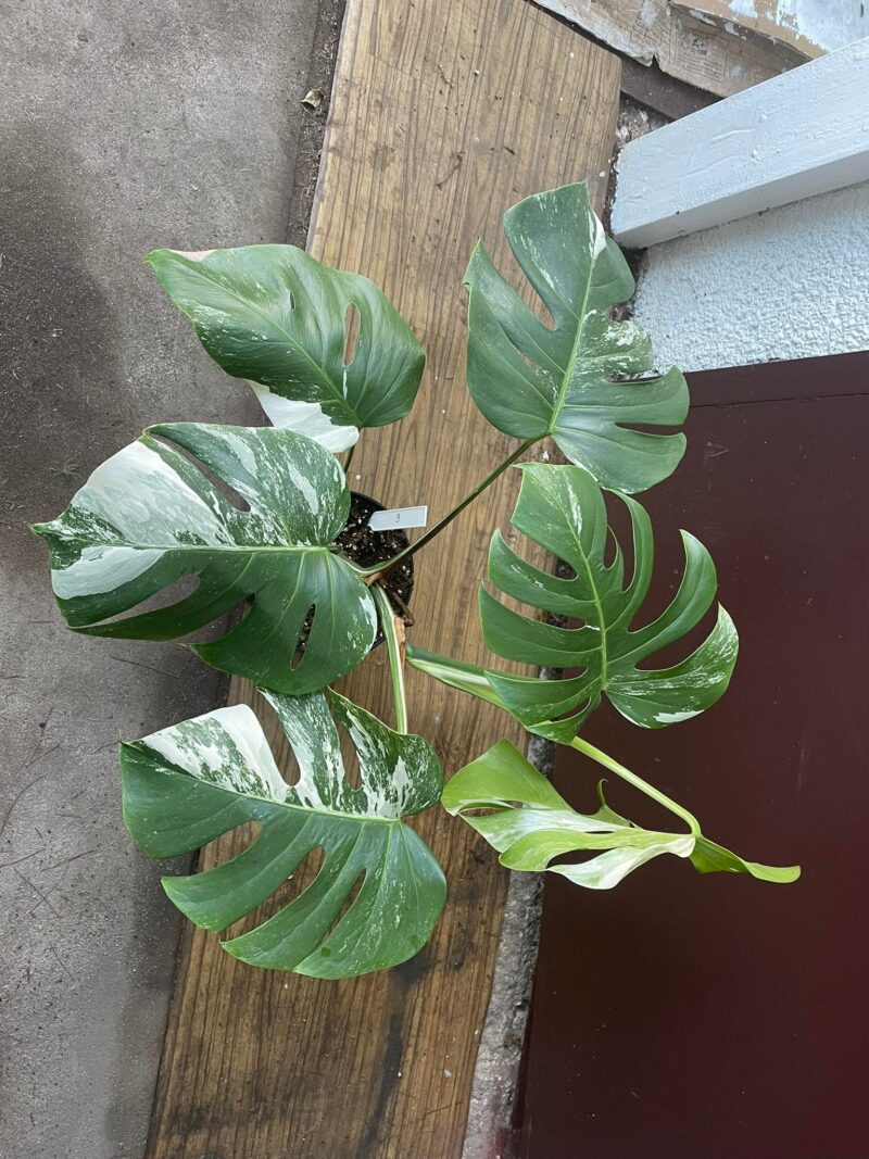 Monstera Variegata 9