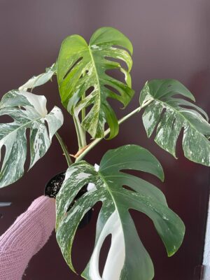 Monstera Variegata 1B