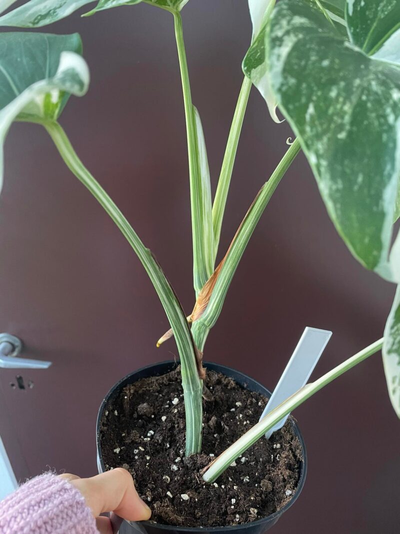 Monstera Variegata 1A