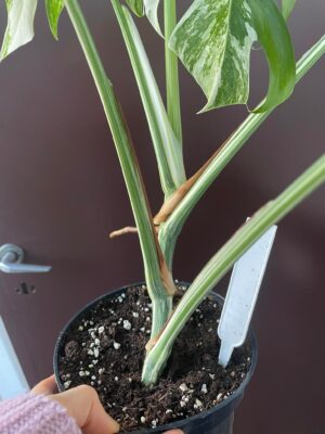 Monstera Variegata 1B