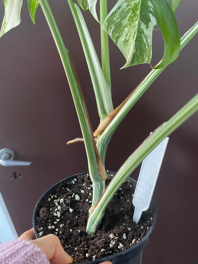 Monstera Variegata 1B