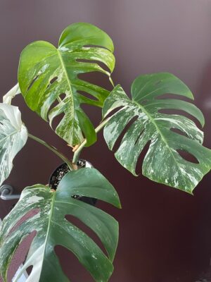 Monstera Variegata 1B