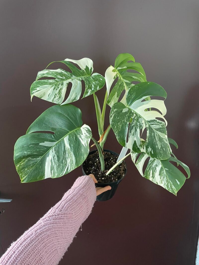 Monstera Variegata 1A
