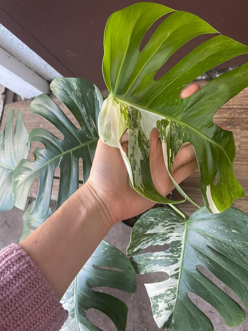Monstera Variegata 9