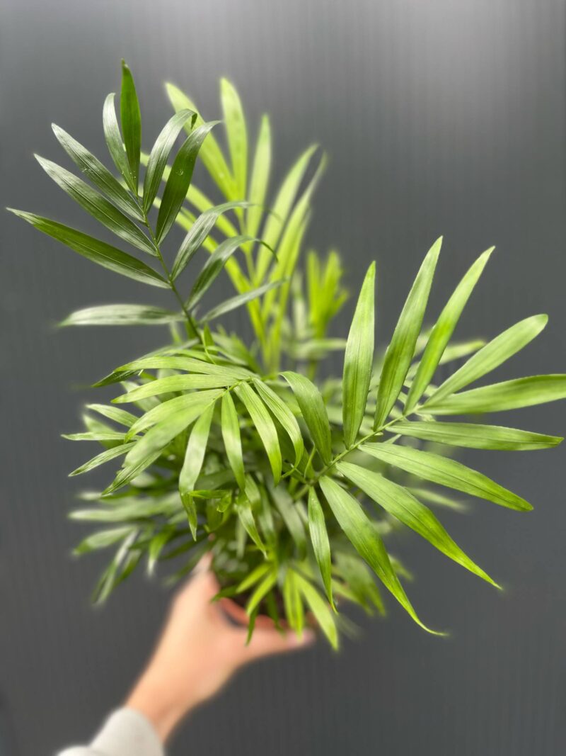 Chamaedorea elegans – palma koralowa