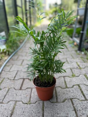 Chamaedorea elegans – palma koralowa