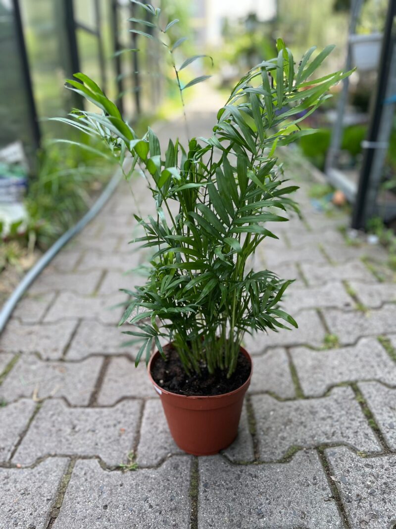 Chamaedorea elegans – palma koralowa