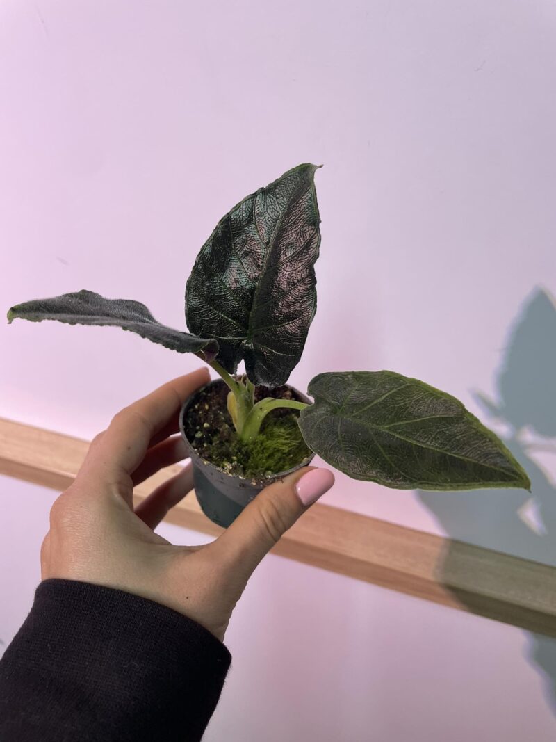 Alocasia Antoro Velvet