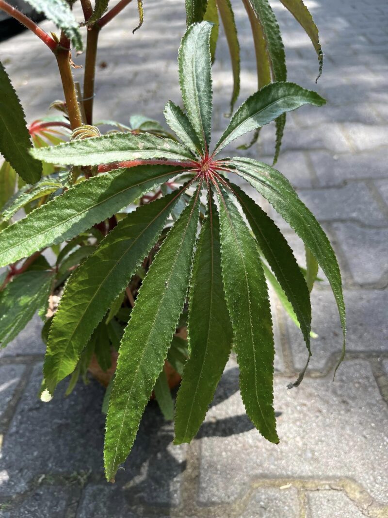 Begonia Luxurians