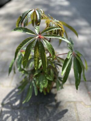 Begonia Luxurians