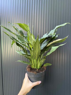 Skrzydłokwiat Diamond Variegata