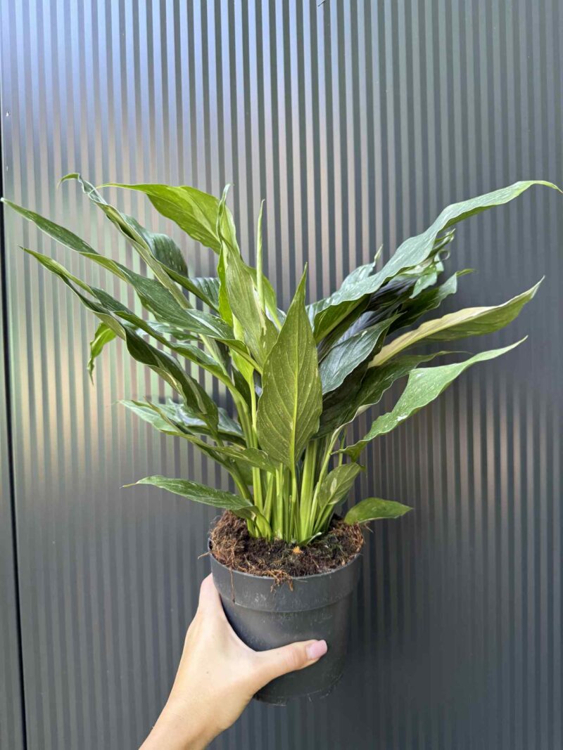 Skrzydłokwiat Diamond Variegata