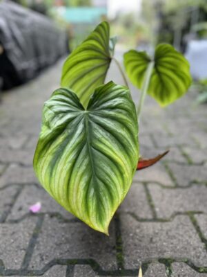 Philodendron Plowmanii