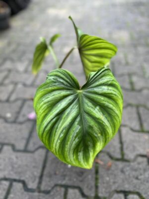 Philodendron Plowmanii
