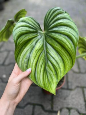 Philodendron Plowmanii