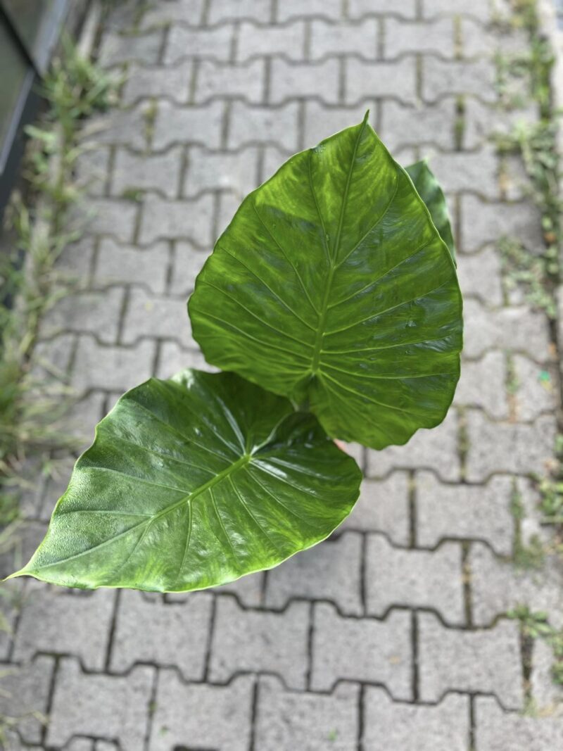 Alocasia Macrorhiza