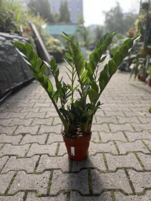 Zamioculcas Zamiifolia