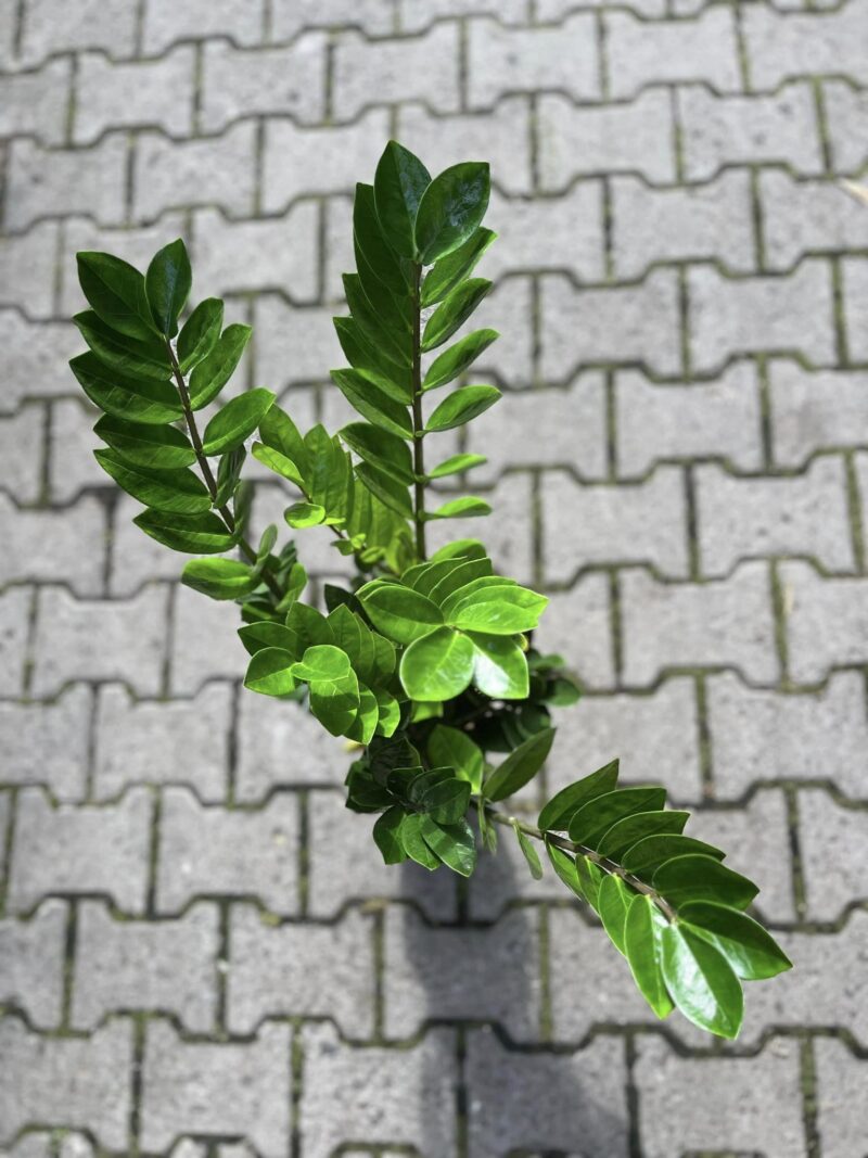 Zamioculcas Zamiifolia