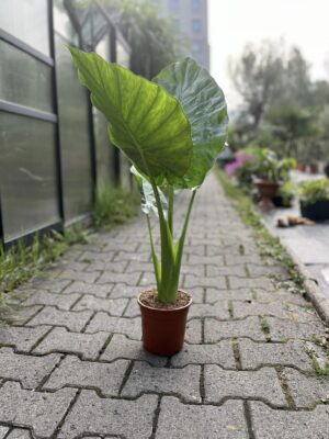 Alocasia Macrorhiza