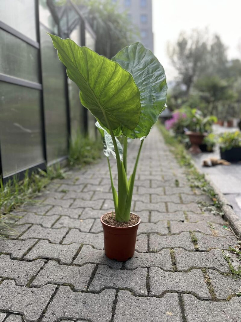 Alocasia Macrorhiza