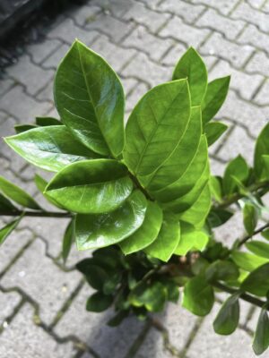 Zamioculcas Zamiifolia