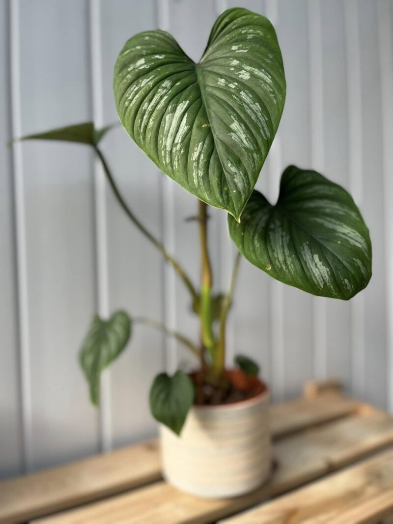 Philodendron Mamei
