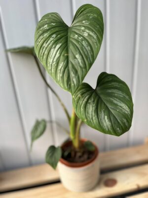 Philodendron Mamei