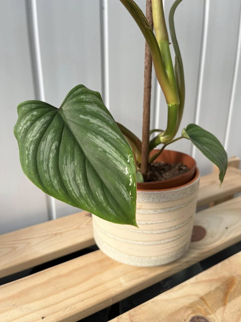 Philodendron Mamei